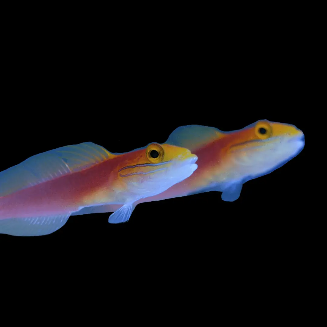 Goby: Bella