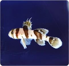 Goby: Circus