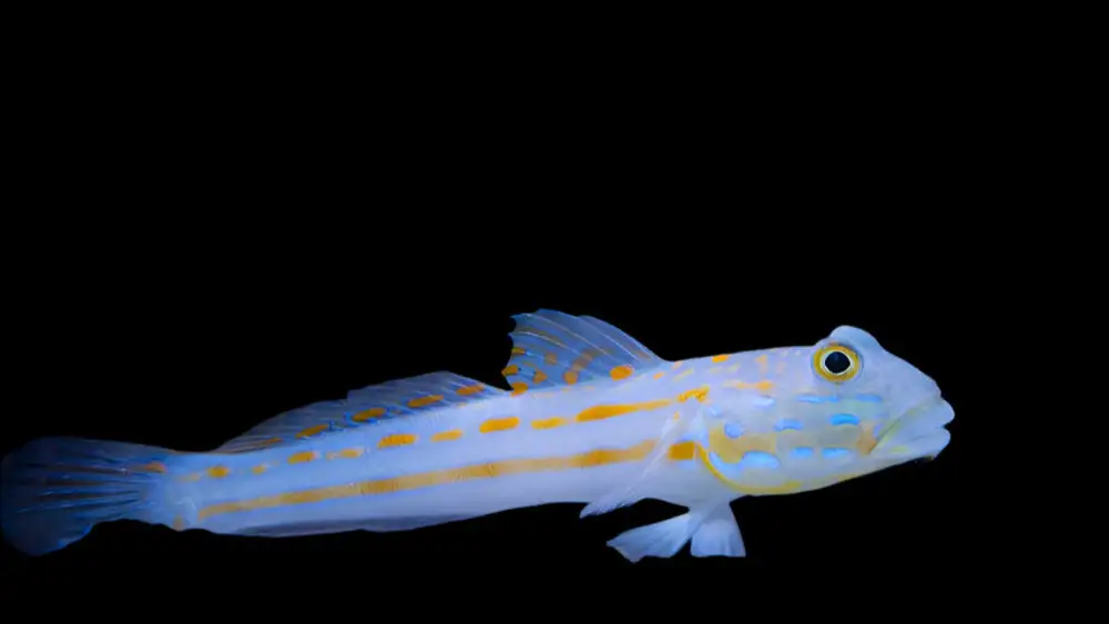 Goby: Diamond (Sleeper)