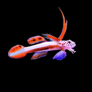Goby: Flaming Prawn