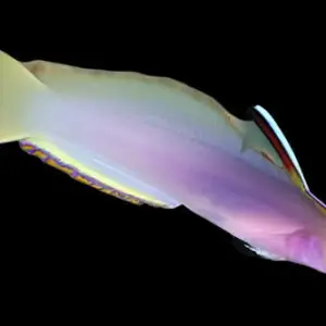 Goby: Helfrichs Firefish; Mar