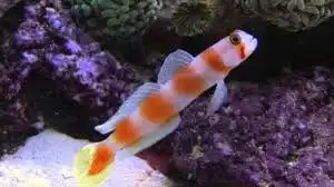 Goby: Orange Banded Prawn