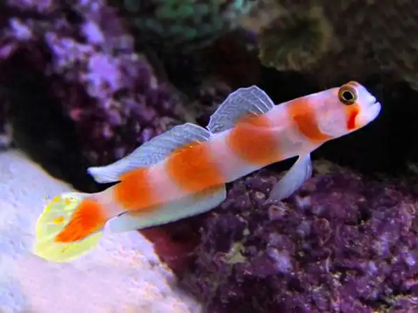 Goby: Orange Banded Prawn; Afr.