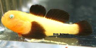 Goby: Panda