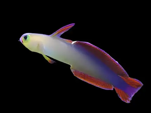 Goby: Purple Firefish