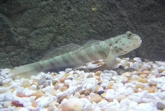 Goby: Watchman (Pink/Blue Spot)