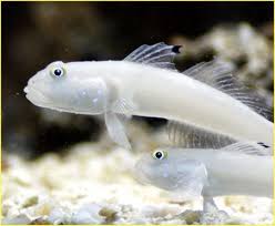 Goby: White Sleeper