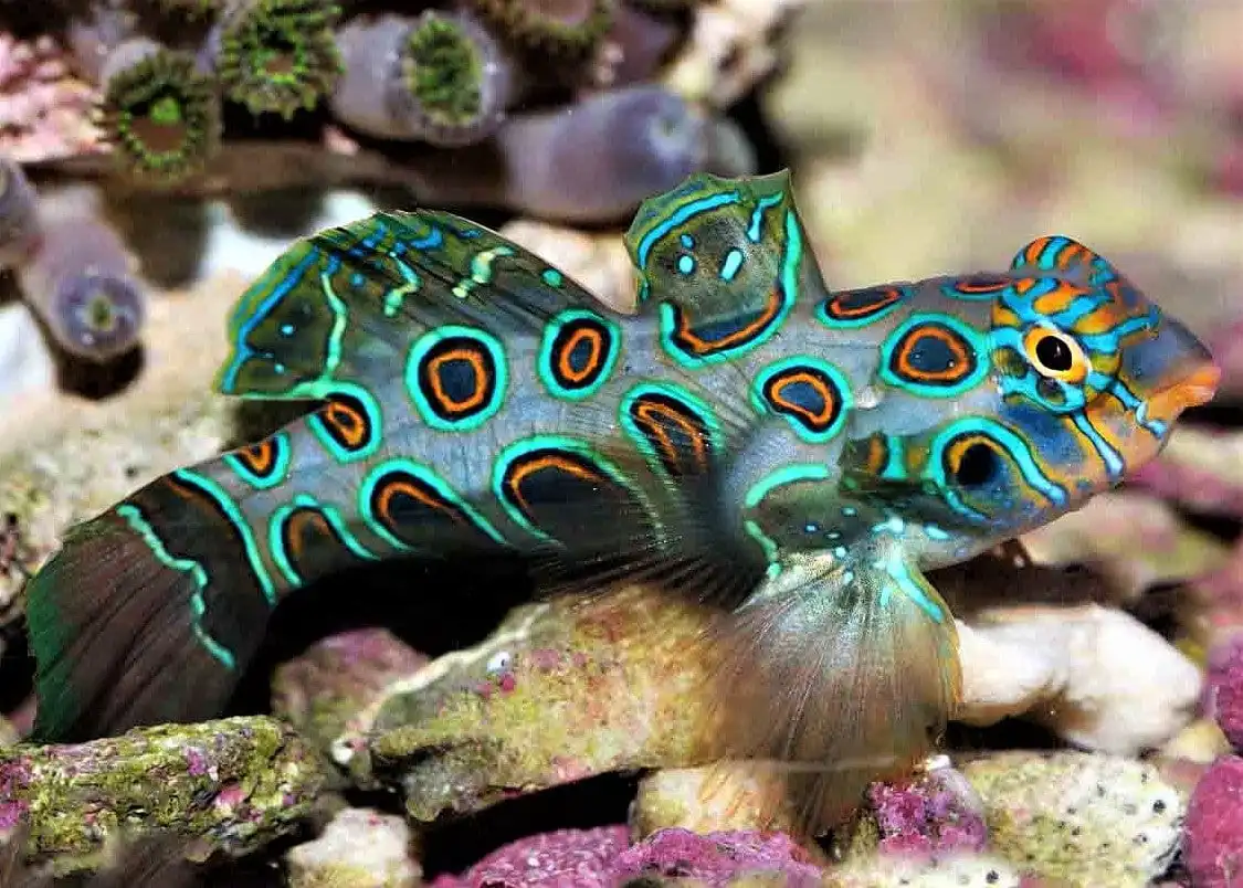 Goby: Yellow (Target) Mandarin
