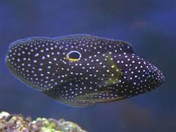 Grouper: Marine Betta