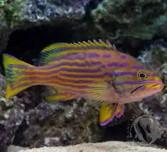 Grouper: Polleni