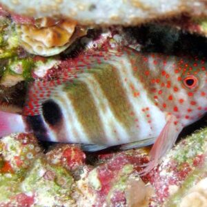 Hawk: Redspotted; Atl.