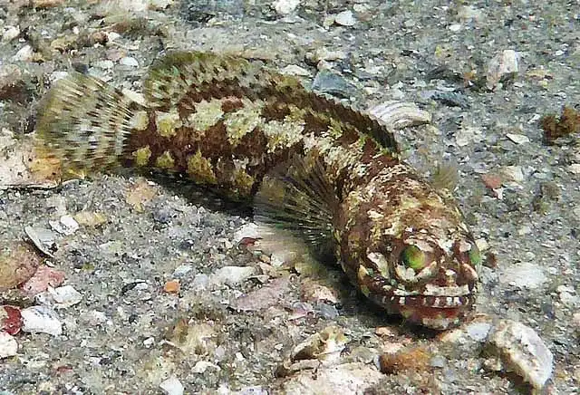 Jawfish: Dusky; Atl.