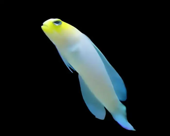 Jawfish: Pearly; Atl.