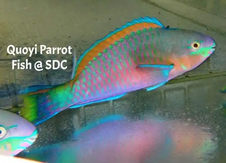 Parrot: Quoys - Scarus quoyi