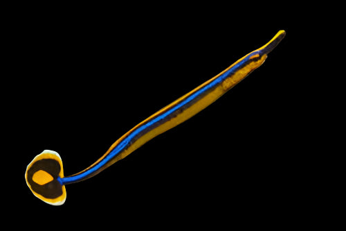 Pipefish: Bluestripe