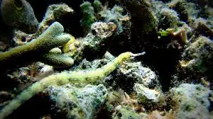 Pipefish: Dragon (Red Bug Eater)