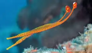 Pipefish: Red Banded