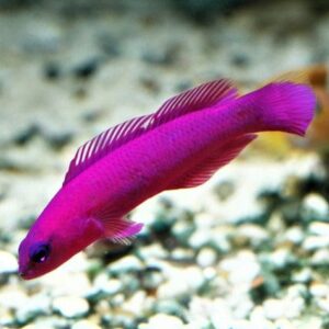 Pseudo: Fridmani (Orchid); C.B.