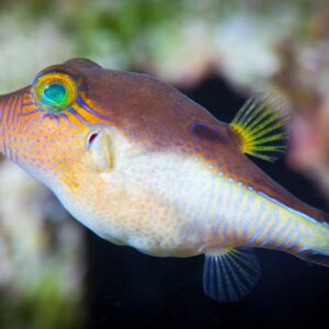 Puffer: Sharpnose; Atl.