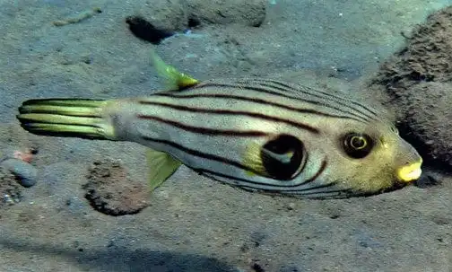 Puffer: Striped Dogface