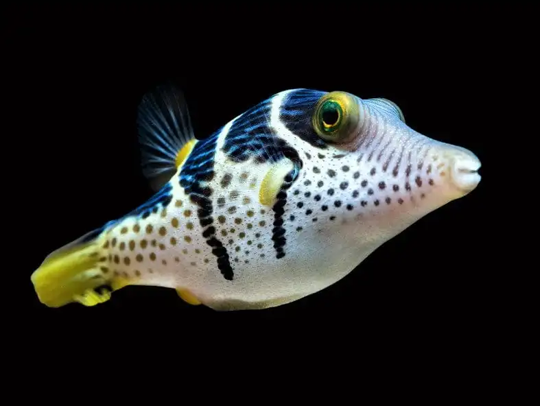 Puffer: Valentini