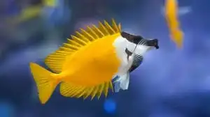 Rabbitfish: Foxface Yellow