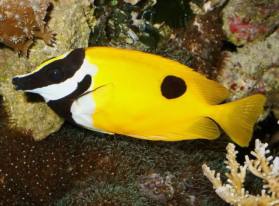 Rabbitfish: Foxface; Black Spot