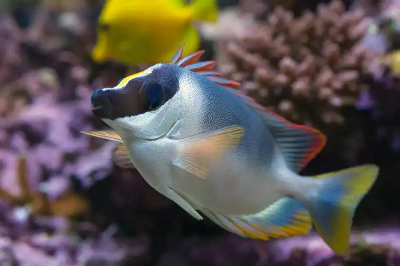 Rabbitfish: Metallic Foxface