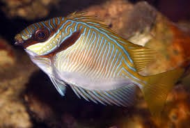 Rabbitfish: Scribbled; Fiji