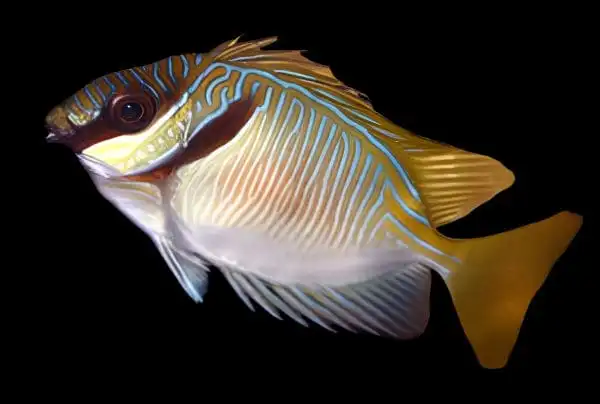 Rabbitfish: Scribbled