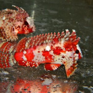 Scorpionfish: Pygmy Wasp Red