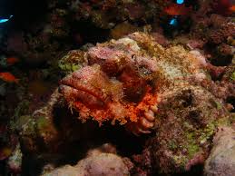 Scorpionfish