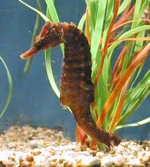 Seahorse: Erectus; Color; Atl.