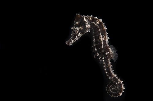 Seahorse: Erectus; Captive Bred