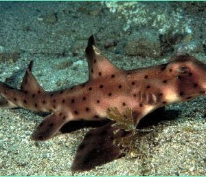 Shark: Horn; CAL or MEX