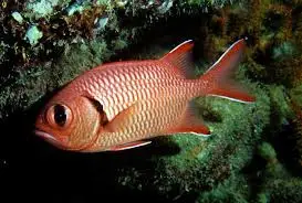 Squirrelfish: Bigeye Soldier