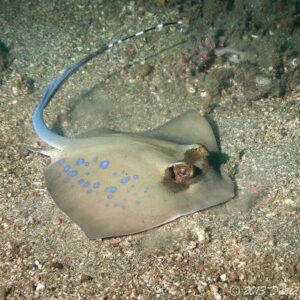 Stingray: Blue Spot; Diamond