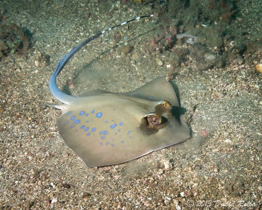 Stingray: Blue Spot; Diamond