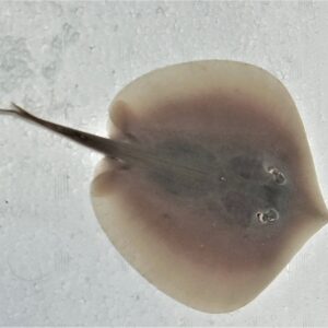 Stingray: Mangrove Dwarf