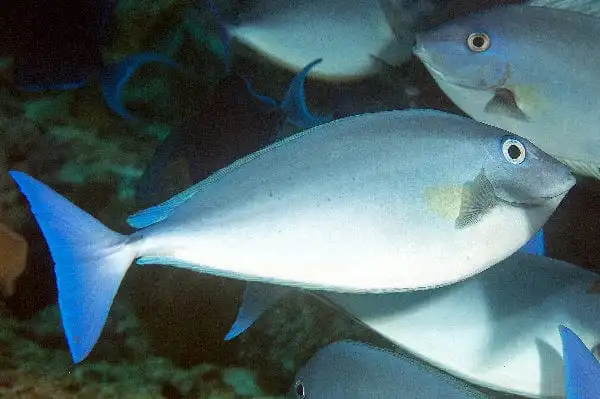 Tang: Bluetail Unicornfish