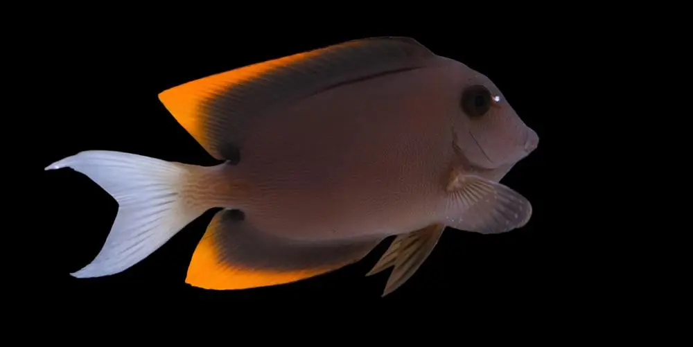 Tang: Flame Fin (Tomini)