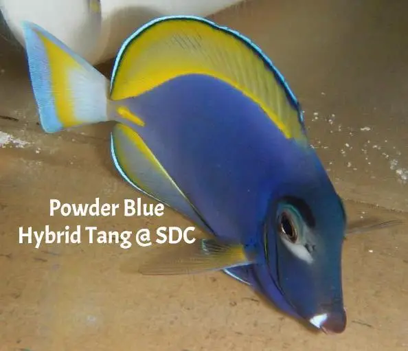 Tang: Powder Blue Hybrid