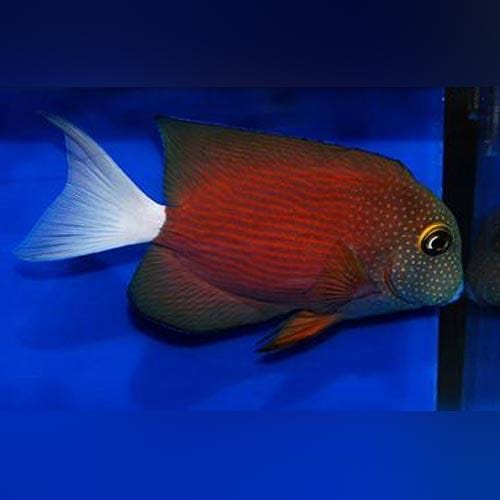 Tang: White Tail Yellow Eye