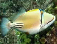 Trigger: Assasi; Red Sea