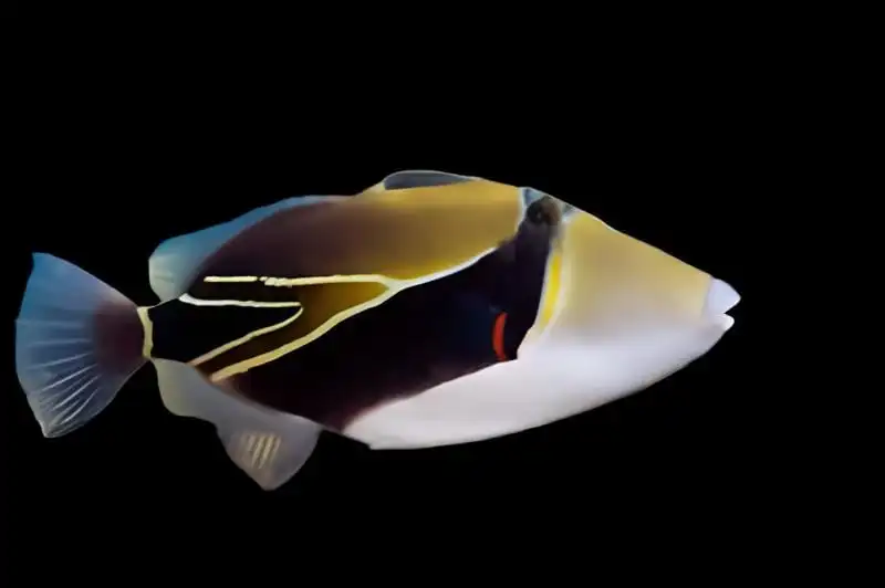 Trigger: Rectangulus