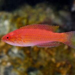 Wrasse: Angulatus Flasher; Fem.