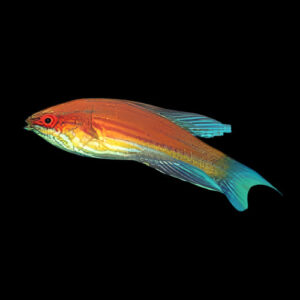 Wrasse: Angulatus Flasher; Male