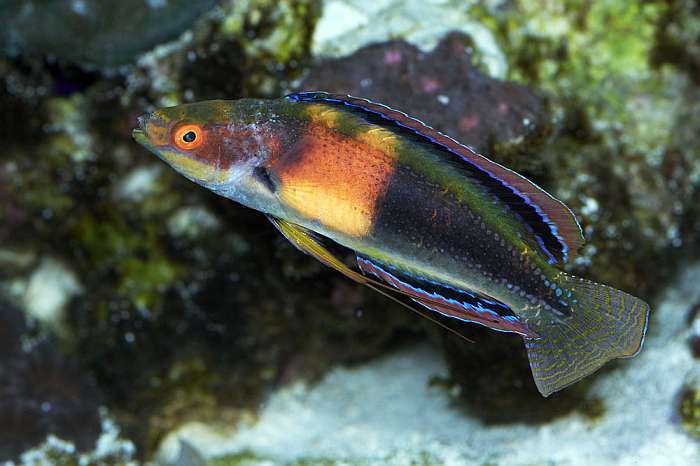 Wrasse: Balteatus Fairy; Female