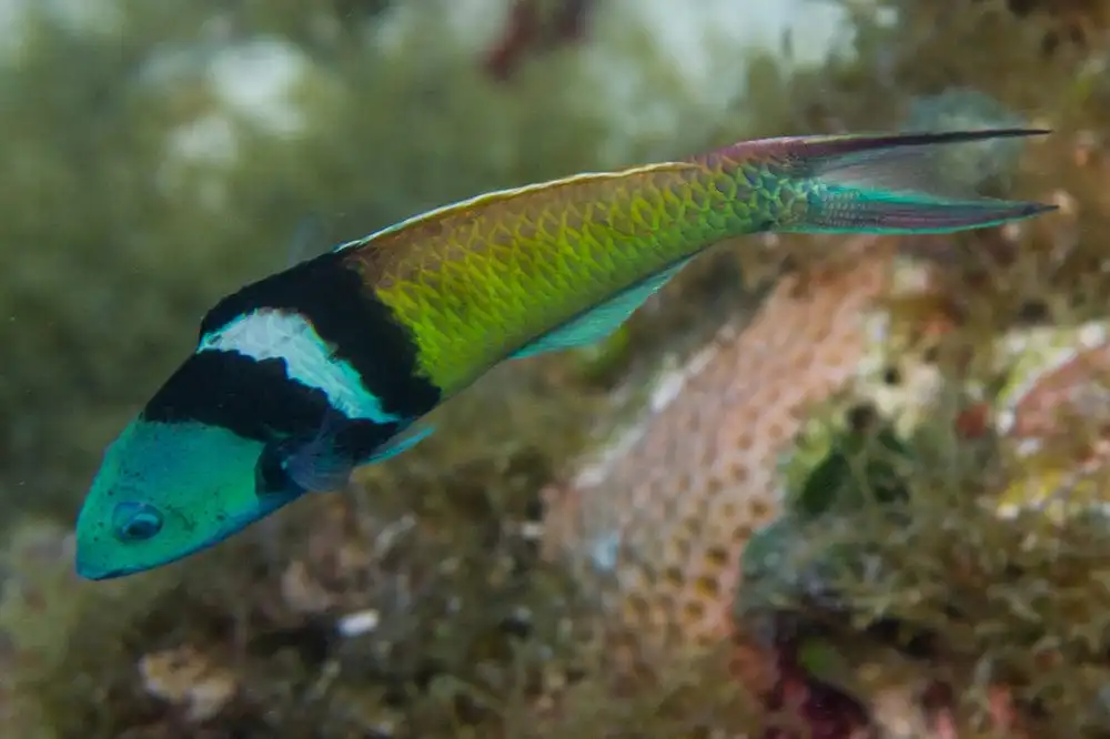 Wrasse: Bluehead; Atl.
