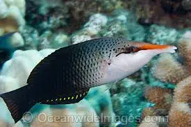 Wrasse: Brown Bird